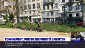 Confinement: à Lyon, la biodiversité s'est développée depuis un mois