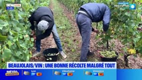 Beaujolais: une bonne récolte malgré des quantités moins importantes