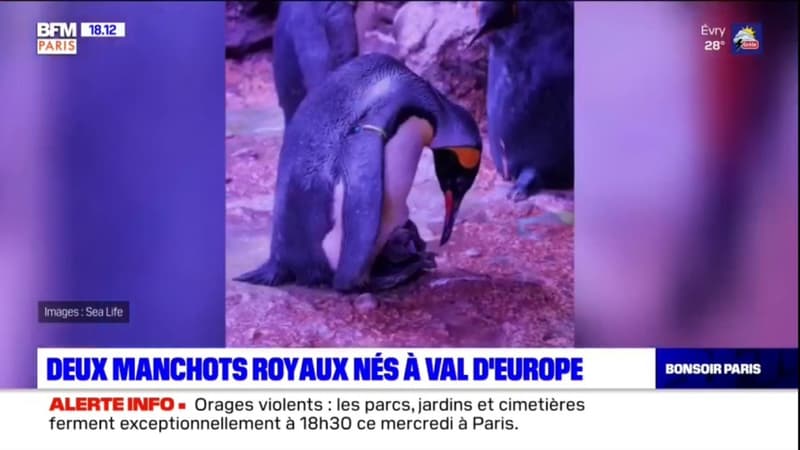 Marne-la-Vallée: deux manchots royaux sont nés à Val d'Europe