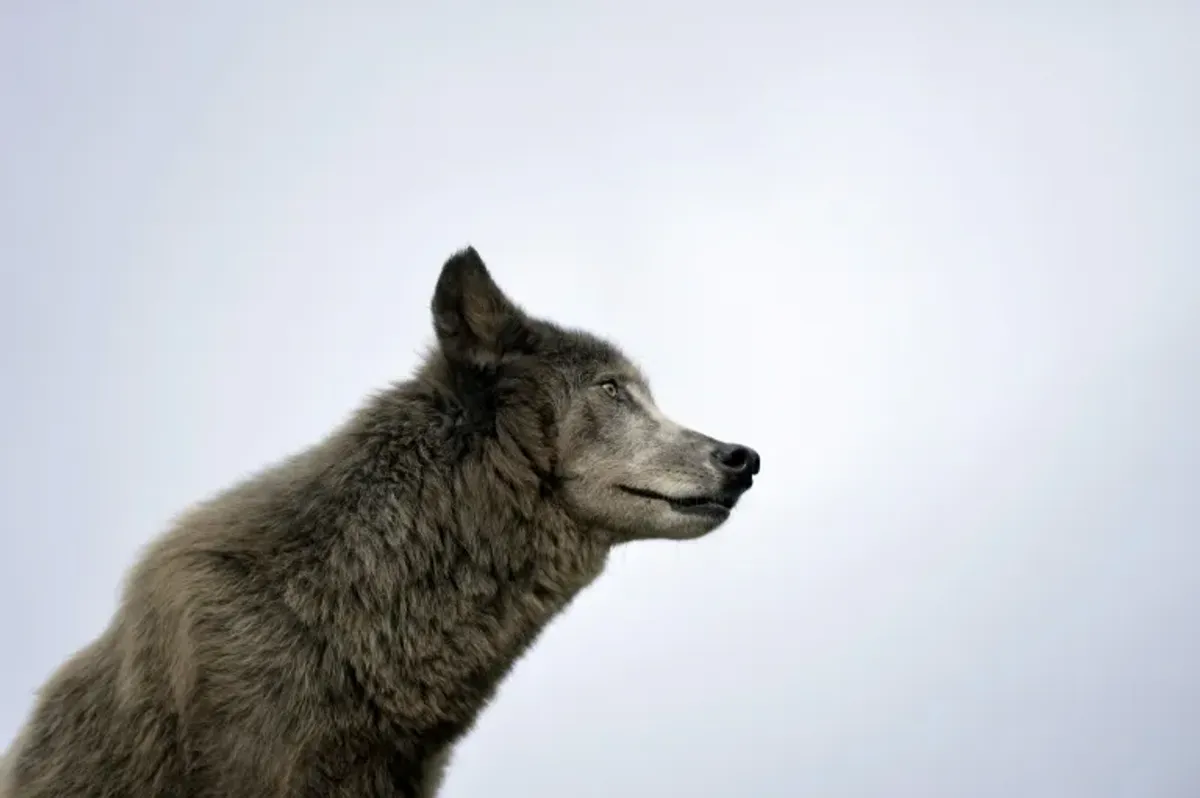 placeholder video