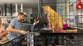 Au refuge de LPA à Roubaix, les places se font de plus en plus rares pour les chats.
