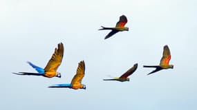 Des perroquets qui volent au dessus du zoo de Beauval le 1er août 2021