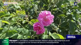 Alpes-Maritimes: l'enseigne Lancôme récolte ses premières roses à Grasse pour ses parfums