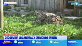 L'été chez nous: à la découverte du parc zoologique de Champrépus