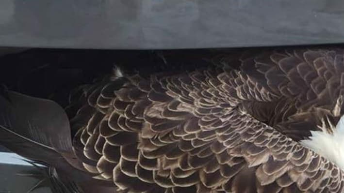 L'aigle n'a pas été blessé et a été confié à une association de protection des oiseaux. L'aigle n'a pas été blessé et a été confié à une association de protection des oiseaux.