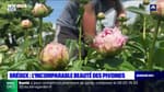 Alpes-de-Haute-Provence: la récolte des pivoines bat son plein