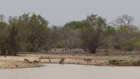 Le parc national de la Pendjari, au Bénin.