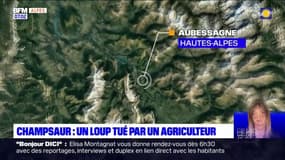 Hautes-Alpes: un loup tué par un éleveur dans le Champsaur