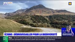 Hautes-Alpes: les chasseurs débroussaillent pour la biodiversité dans le Massif des Ecrins