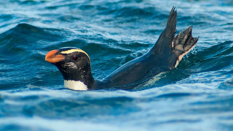 Un gorfou du Fiordland 