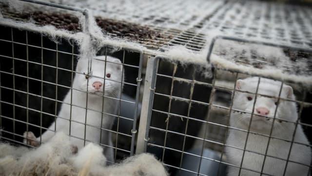 Au total, 214 malades ont été porteurs de formes mutantes liées aux visons au Danemark.