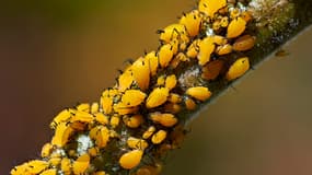 Pucerons de l'asclépiade.