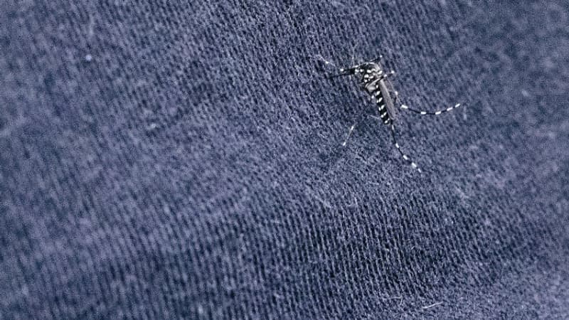 Les moustiques font leur retour: les gestes à adopter ou éviter pour les repousser