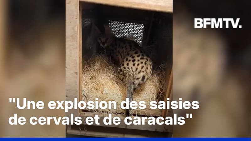 Île-de-France: un serval et un caracal saisis dans un appartement
