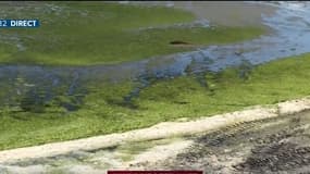 “La Bretagne a un cancer qui s'appelle l'algue verte”, de nombreuses plages bretonnes sont touchées par ce fléau