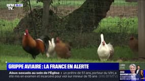 Grippe aviaire: la France en alerte, les volailles confinées