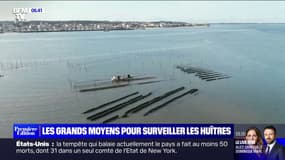 Dans le bassin d'Arcachon, les gendarmes mobilisés pour éviter les vols dans les parcs à huîtres 