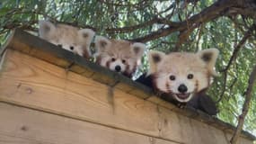 Les bébés pandas roux, nés au début de l'été, ont vu les visiteurs pour la première fois ce week-end.