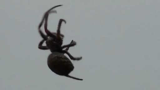 Vaucluse Un Couple Se Retrouve Confine Avec Une Araignee Geante Et Lance Un Appel A L Aide Vaucluse Un Couple Se Retrouve Confine Avec Une Araignee Geante Et Lance Un Appel A L Aide