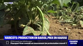 Pouvoir d'achat: des haricots plus petits mais plus chers