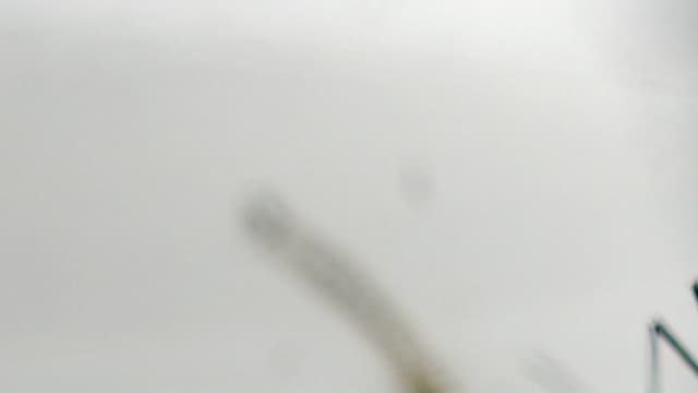 Un moustique (insecte qui transporte le virus Zika) dans un laboratoire de San Salvador.