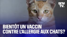 Bientôt un vaccin contre l’allergie aux chats? 