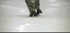 Un guépard et un labrador découvrent les joies de la neige