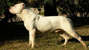 Photo d'illustration d'un dogue argentin