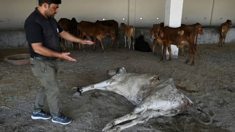 Clous, billes, plastiques... En Inde, 71 kg de déchets retrouvés dans l'estomac d'une vache errante
