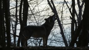 Un loup dans un centre de conservation dans l'Etat de New York, le 6 décembre 2020 (photo d'illustration)