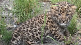 Un bébé panthère de l'Amour, espèce menacée d'extinction, né au parc animalier Écozonia, près de Perpignan, le 1er mars 2025