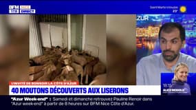 40 moutons découverts aux Liserons: "c'est une demi-surprise", déclare Obaïda Ben Salem