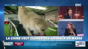 C'est déjà demain: la Chine veut cloner des animaux en masse