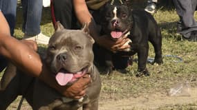 American bully (illustration)