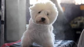 Un chien de race West Highland White Terrier - Image d'illustration