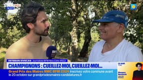 Avec les récentes pluies, la cueillette des champignons est bonne