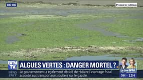 Les algues vertes sont-elles responsables de la mort d'un jeune ostréiculteur dans le Finistère?