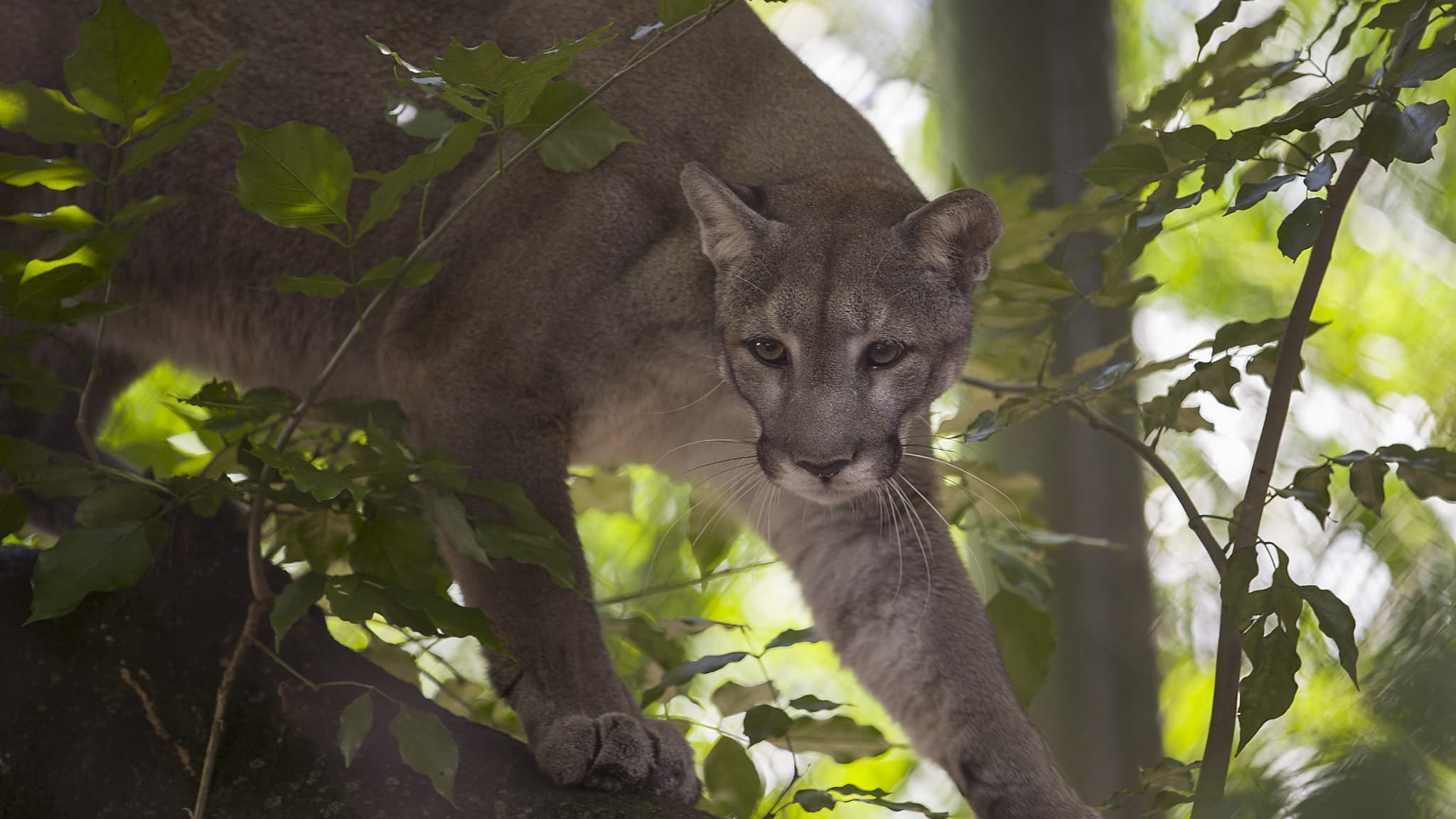 Une panthère de Floride au zoo de Palm Beach le 22 août 2019, en Floride, aux États-Unis.