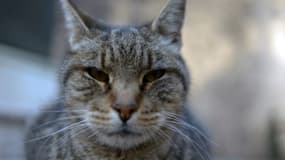 Un chat - Image d'illustration