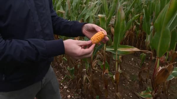 Ludovic Le Deit, agriculteur, montre à nos reporters la taille inhabituellement petite des épis de maïs qu'il cultive.