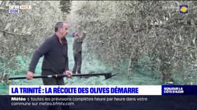 La Trinité: la récolte des Olives démarre