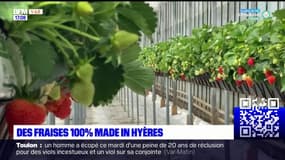 Hyères: une production de fraises locale