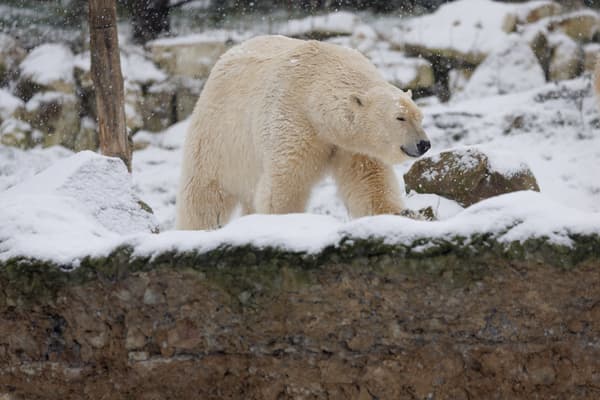 Un ours sous la neige au parc Pairi Daiza, en Belgique, le 17 janvier 2024