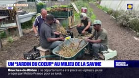 Marseille: le jardin d'insertion de la Savine accueille les habitants l'après-midi