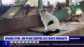 Un plan pour lutter contre la prolifération contre les chats errants dans le Grand Lyon