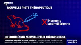 Une nouvelle piste de traitement thérapeutique pour lutter contre le SOPK, l'une des principales causes d'infertilité féminine 