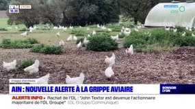 Ain : nouvelle alerte à la grippe aviaire