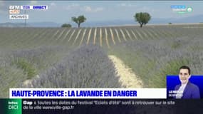 Haute-Provence: l'huile essentielle de lavande en danger