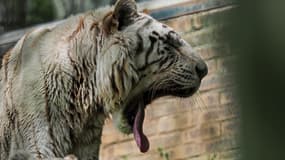 Un tigre du zoo de Beauval à Saint-Aignan-sur-Cher, en France (PHOTO D'ILLUSTRATION)