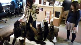 Un "neko café" (bar à chat) au Japon.